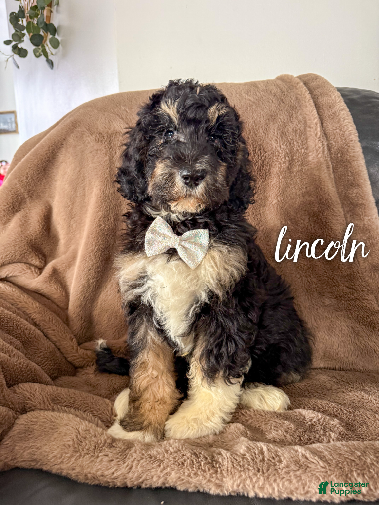Aussiedoodle dogs Lincoln - Ad 32