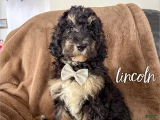 Aussiedoodle dogs Lincoln - Ad 32