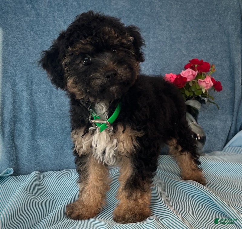 Yorkiepoo dogs Skipper - Ad 2
