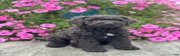 Miniature Poodle dogs for sale: Edna - Ad 3
