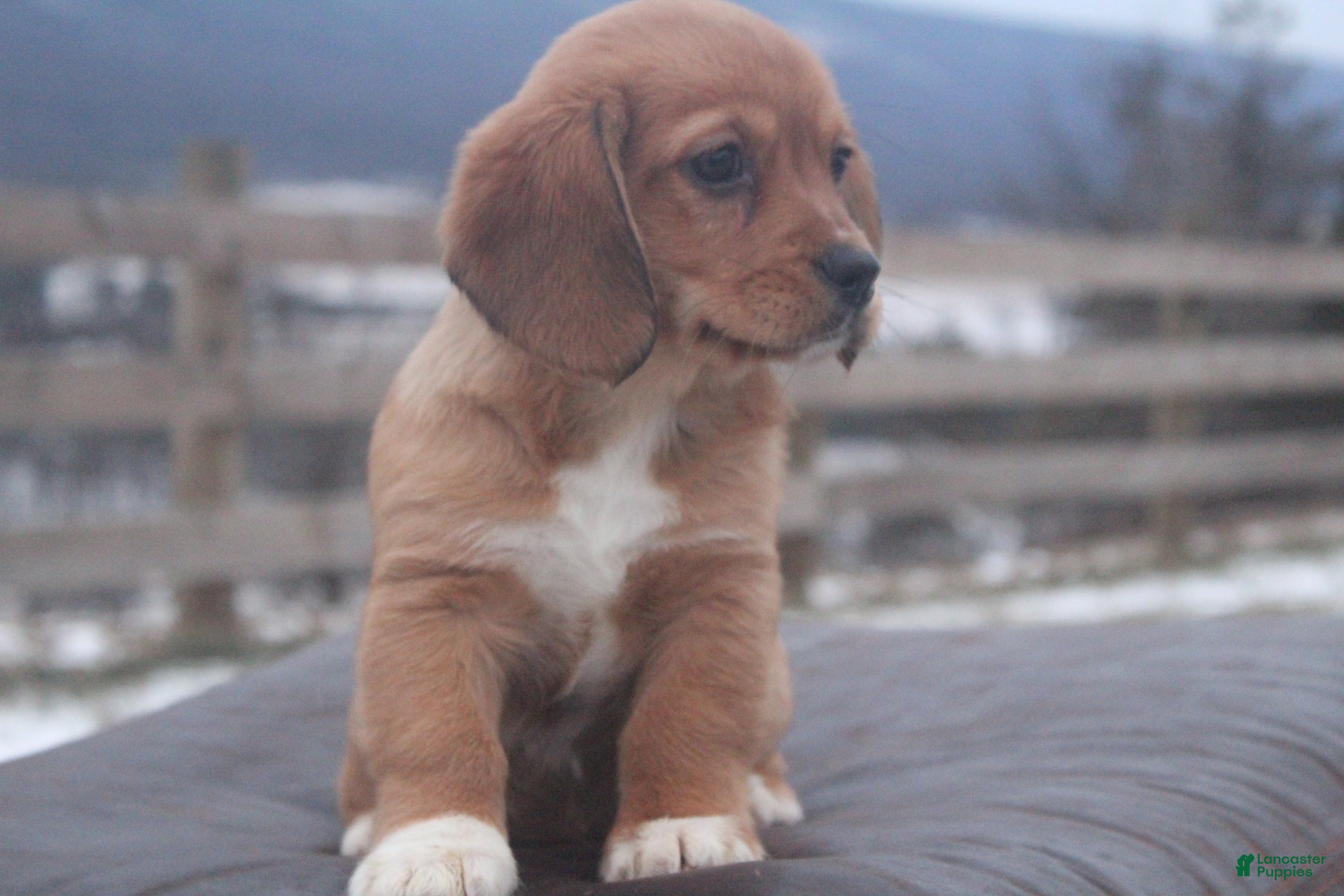 Mixed Breed dogs Olivia - Ad 2