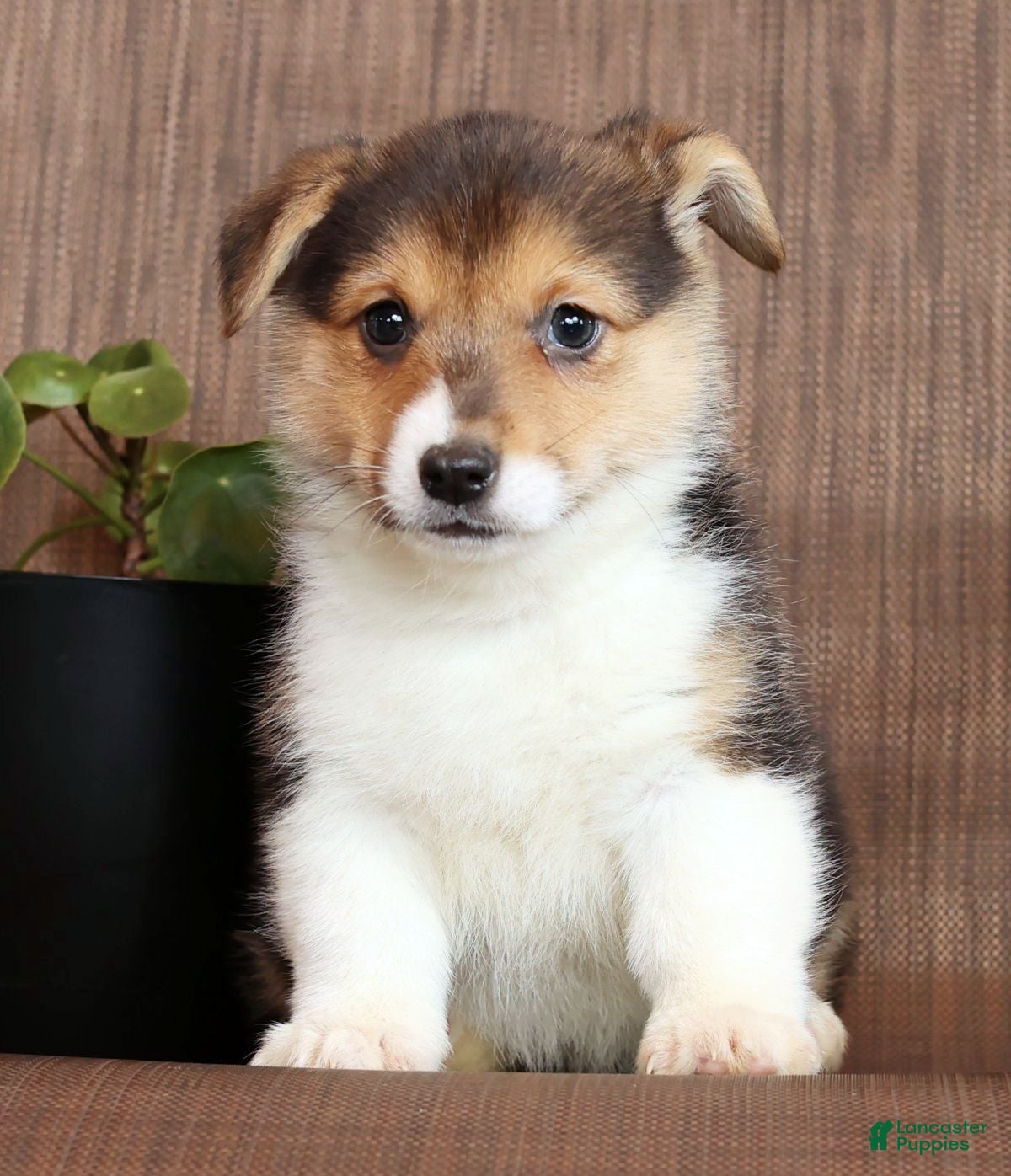 Welsh Corgi Pembroke dogs Carli - Ad 2