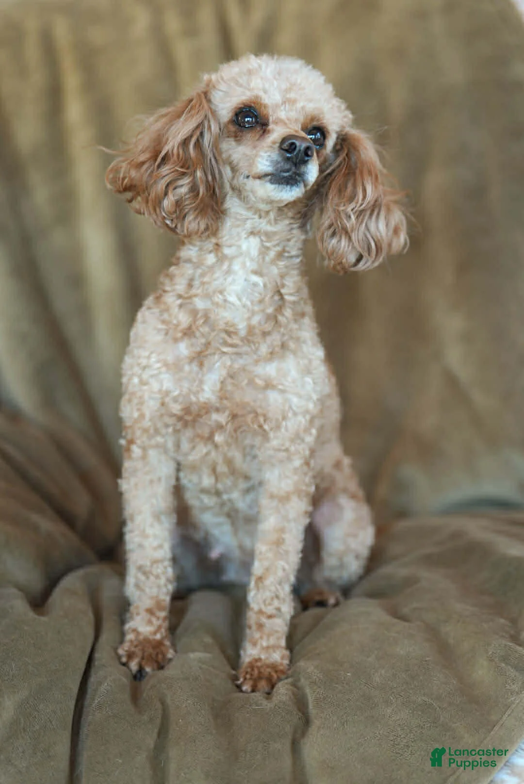 Cavapoo dogs for sale: KIMBER - Ad 4