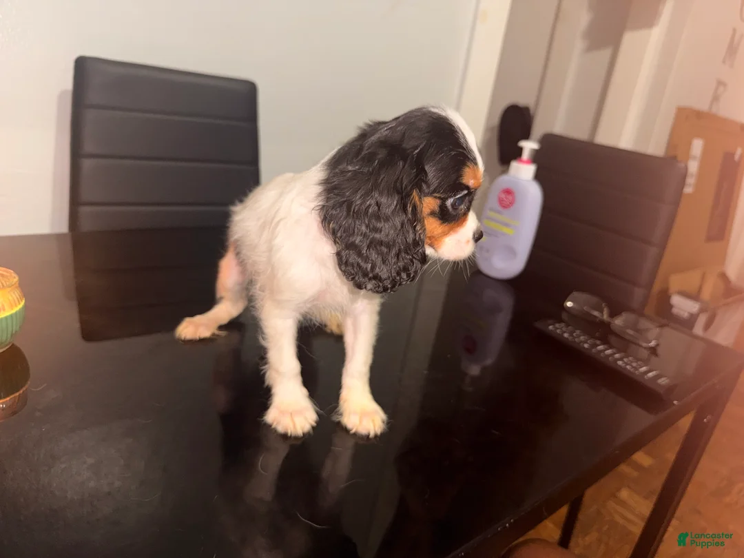 Cavalier King Charles Spaniel dogs for sale: princess - Ad 2