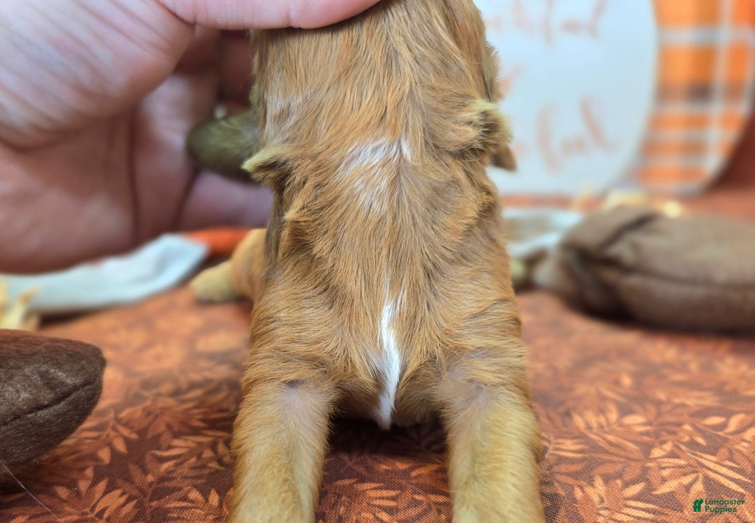 Cockapoo dogs for sale: Captain Dan - Ad 17