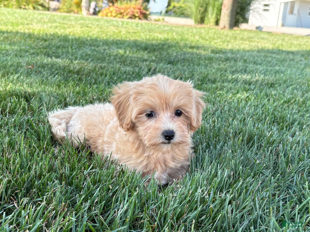 Maltipoo dogs for sale: Cutie - Ad 8