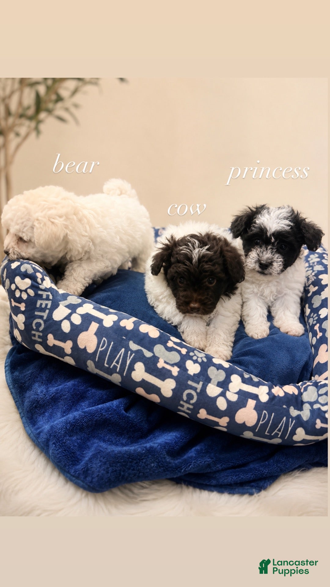 Havapoo dogs for sale: Polar Bear - Ad 13