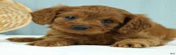 Cavapoo dogs for sale: Waffles 🧇 - Ad 7