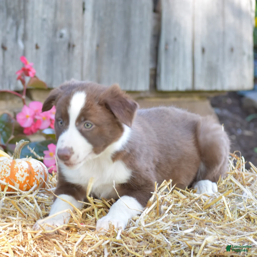 Border Collie dogs for sale: Tess - Ad 2
