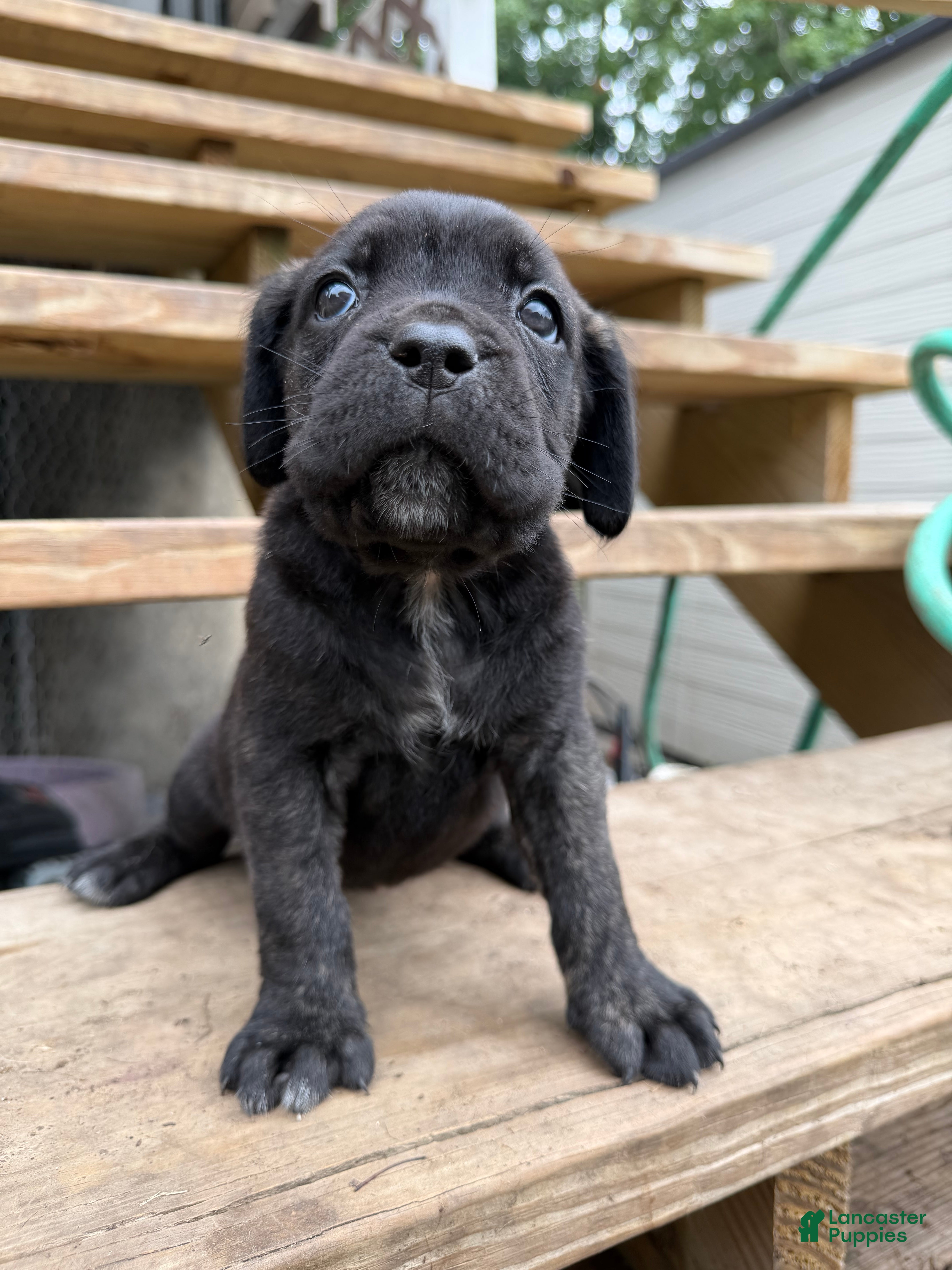 Cane Corso dogs Girl 4 - Ad 1