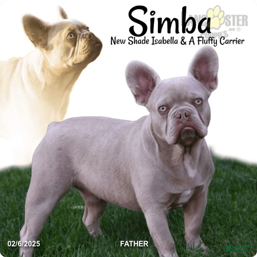 French Bulldog dogs for sale: Davina - Ad 11