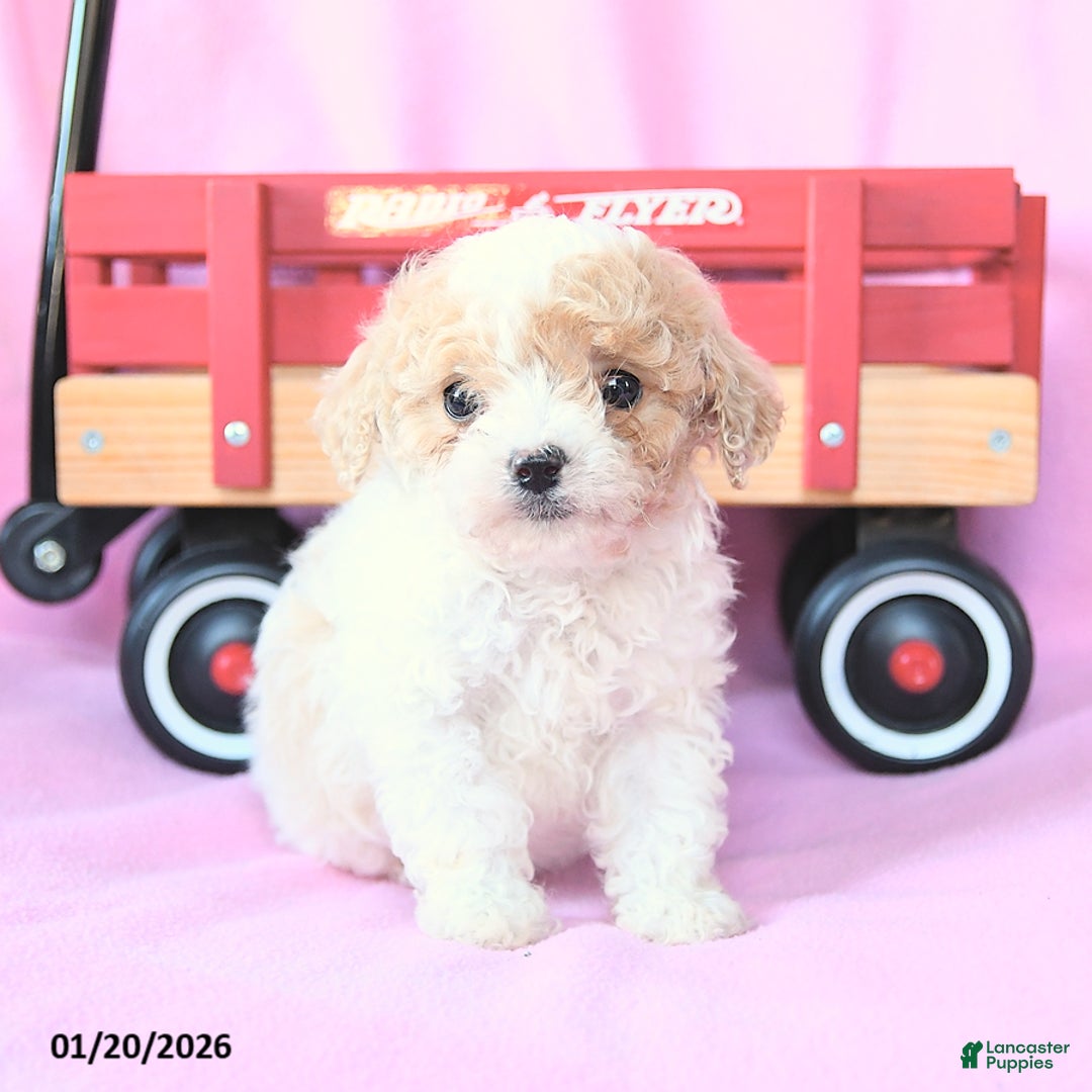Toy Poodle dogs for sale: Owen - Ad 1