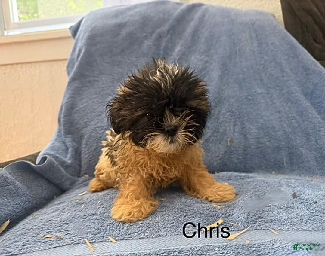 Teddy Bear dogs for sale: Chris - Ad 1