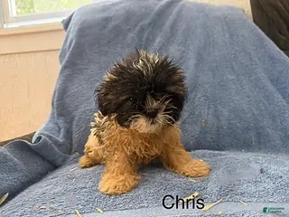 Teddy Bear dogs Chris - Ad 38