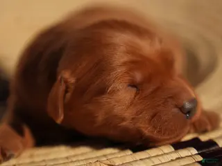 Golden Retriever dogs Bo - AKC, Genetically Clear - Ad 17