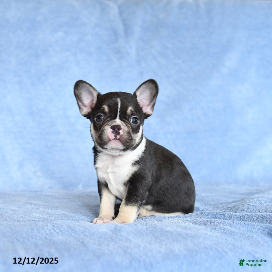 French Bulldog dogs Zinker - Ad 28