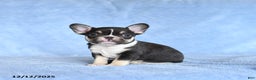 French Bulldog dogs for sale: Zinker - Ad 1