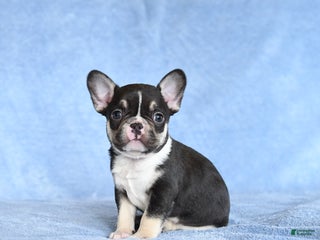 French Bulldog dogs for sale: Zinker - Ad 2
