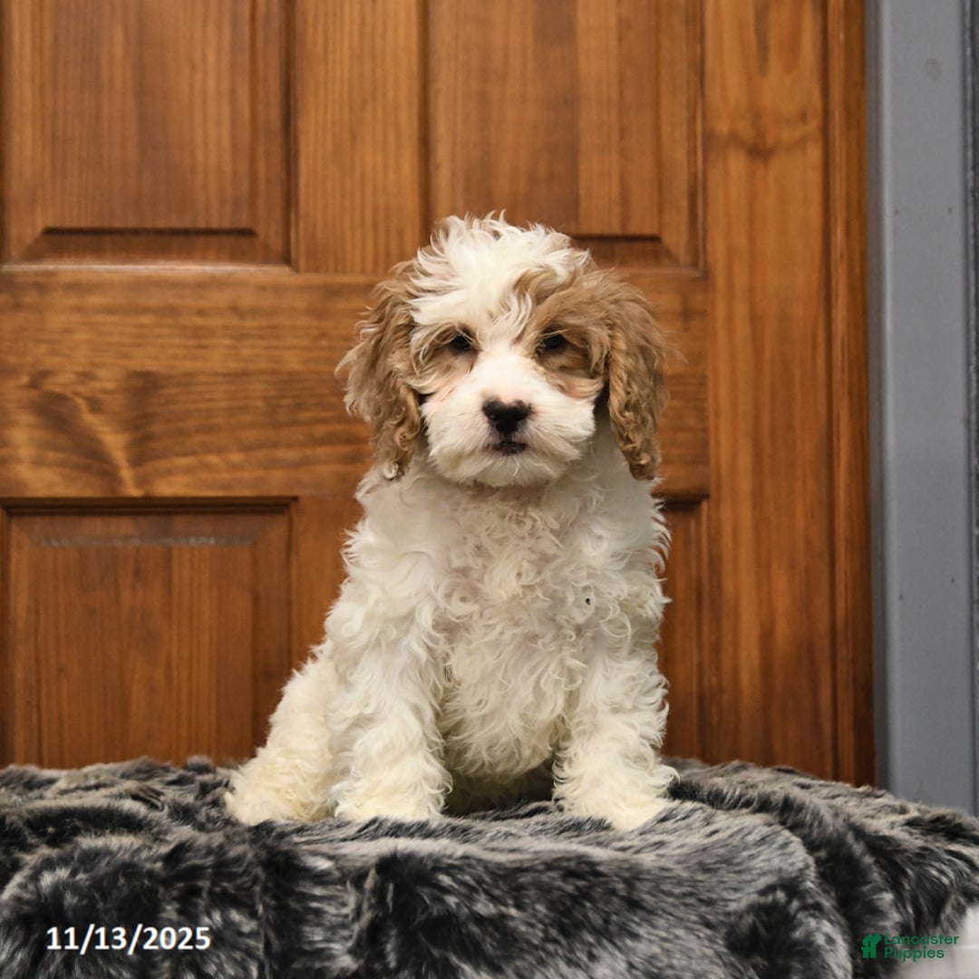 Shihpoo dogs for sale: Hunter - Ad 2