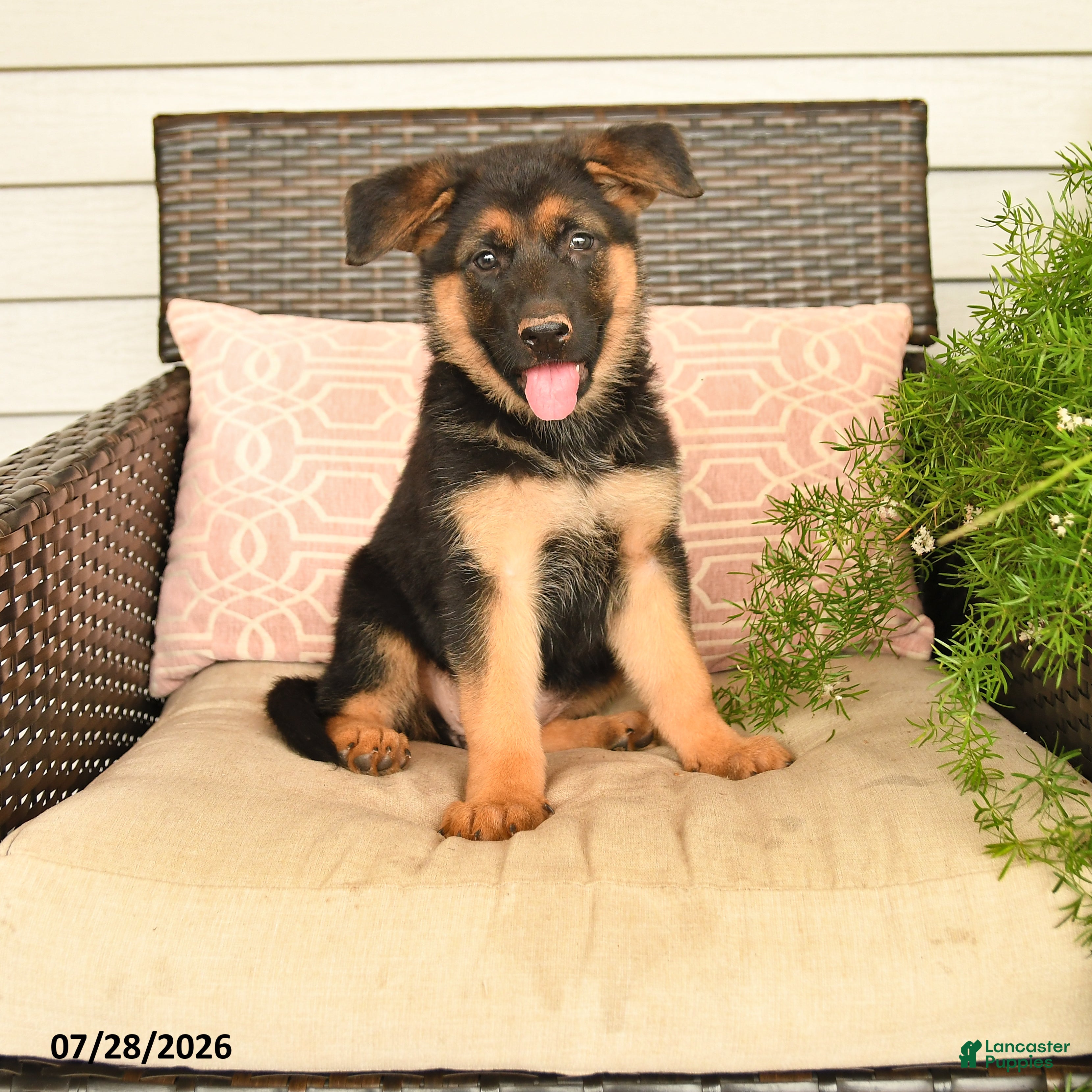 German Shepherd dogs Sabrina - Ad 1