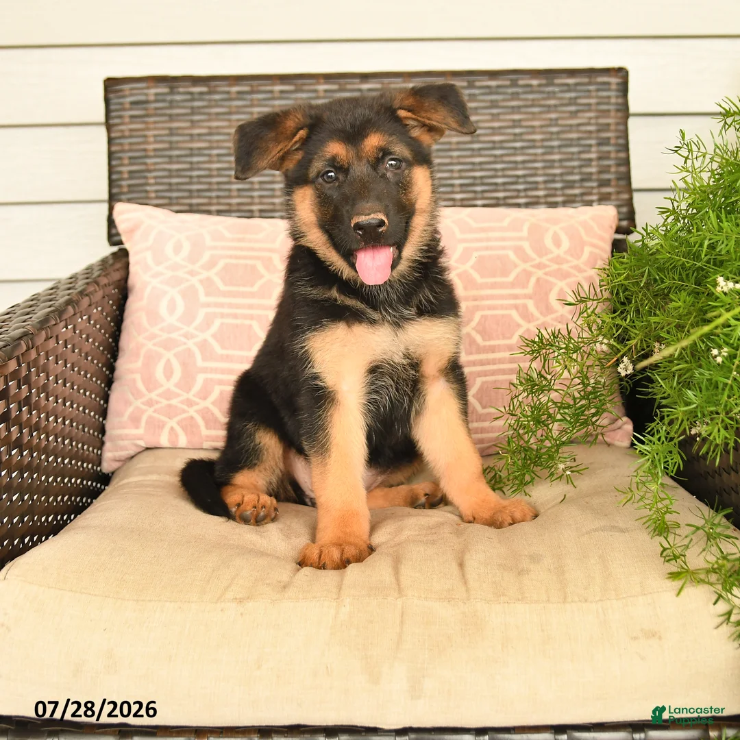 German Shepherd dogs for sale: Sabrina - Ad 1