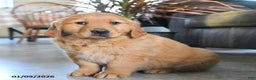 Golden Retriever dogs for sale: Raven - Ad 1