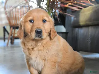 Golden Retriever dogs Raven - Ad 8
