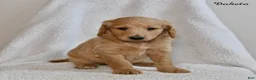 Goldendoodle dogs for sale: Dakota - Ad 3