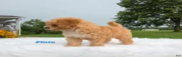 Cavapoo dogs for sale: Pinto - Ad 7