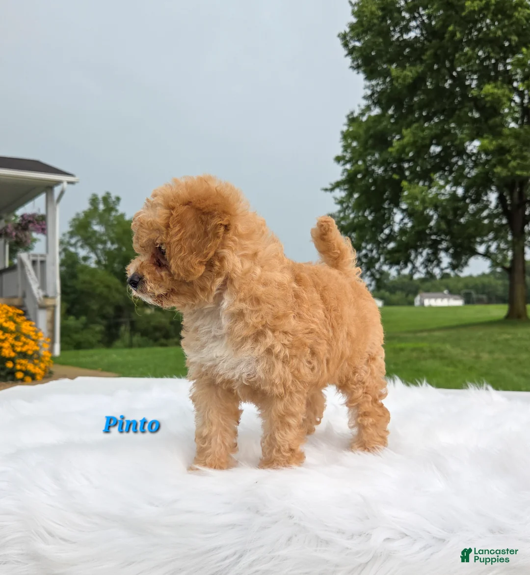 Cavapoo dogs for sale: Pinto - Ad 7