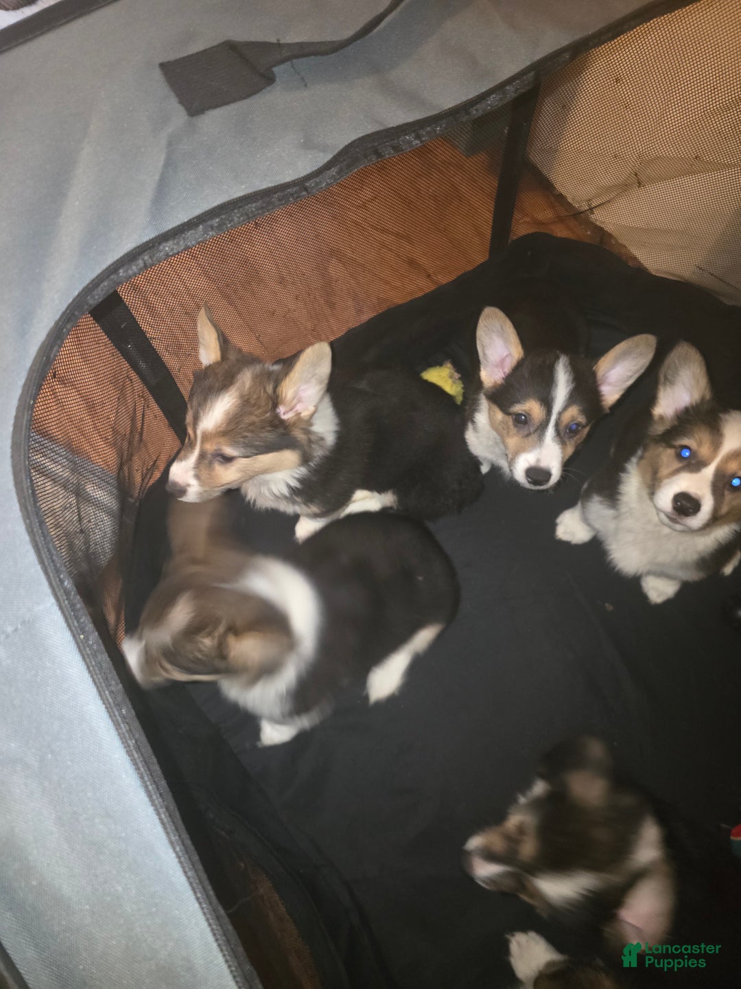 Welsh Corgi Pembroke dogs for sale: Welsh Corgi Pembroke Puppy 2 - Ad 5