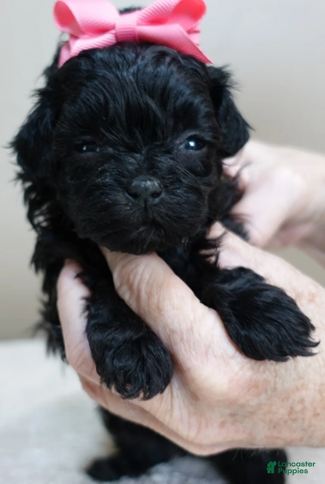 Maltipoo dogs for sale: Emmy 1 lb 4 ozs - Ad 2