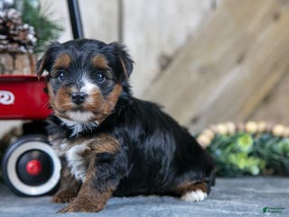 Yorkshire Terrier dogs Pepper - Ad 41