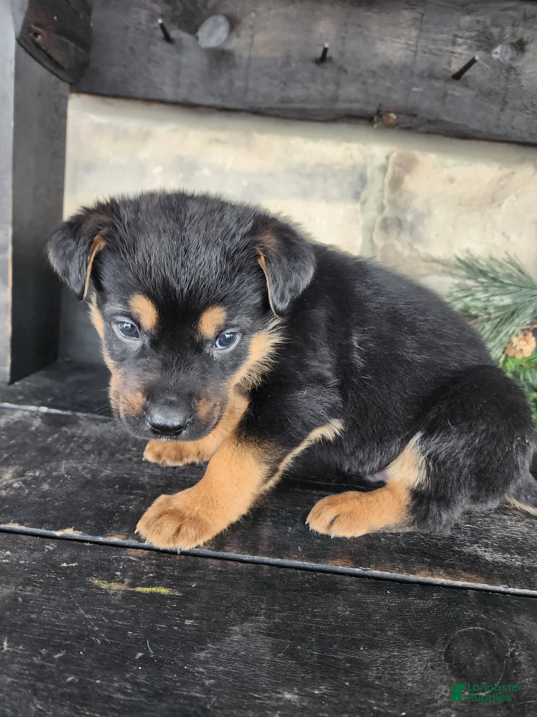 Mixed Breed dogs for sale: Remy - Ad 5