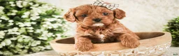 Cavapoo dogs for sale: Haven - Ad 1