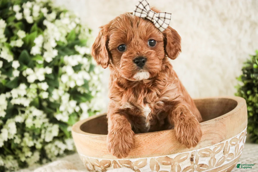 Cavapoo dogs for sale: Haven - Ad 1