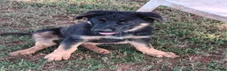 German Shepherd dogs for sale:  2 - Ad 3