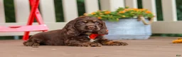 Cocker Spaniel dogs for sale: Asher - Ad 6