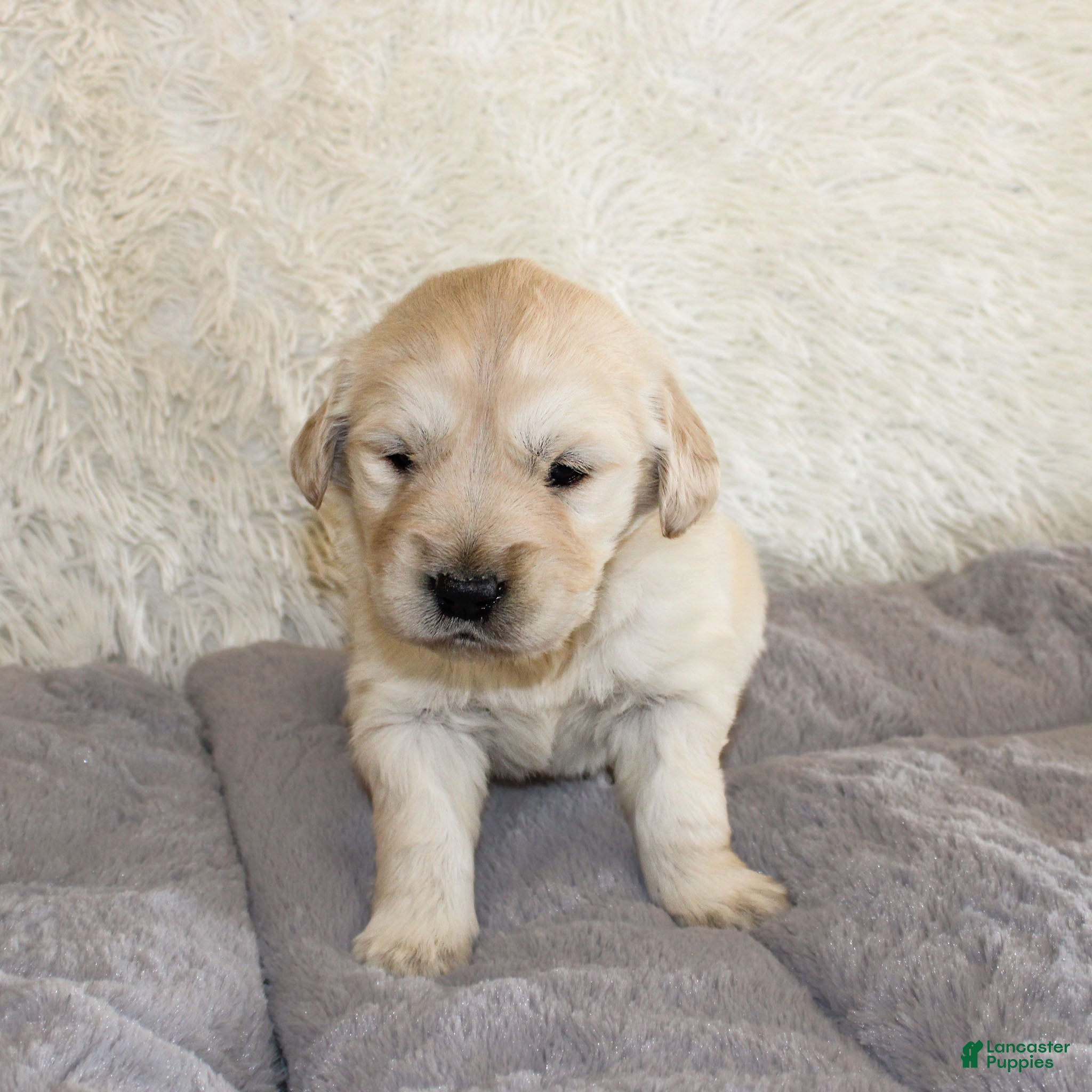Golden Retriever dogs Mike the TRAINED Golden Retriever Puppy  - Ad 2