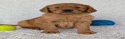 Golden Retriever dogs for sale: Rocco - Ad 7