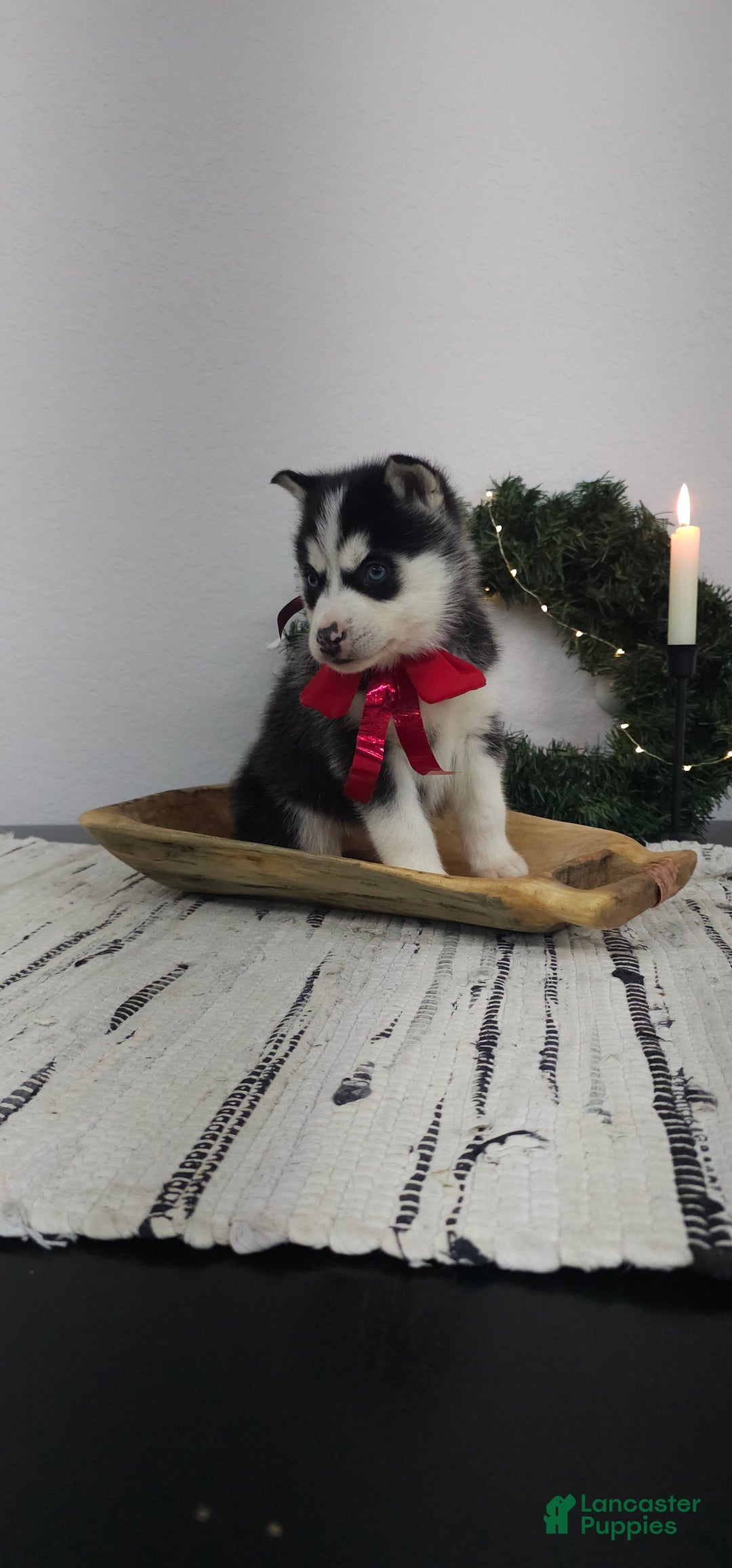 Siberian Husky dogs for sale: Piper - Ad 2