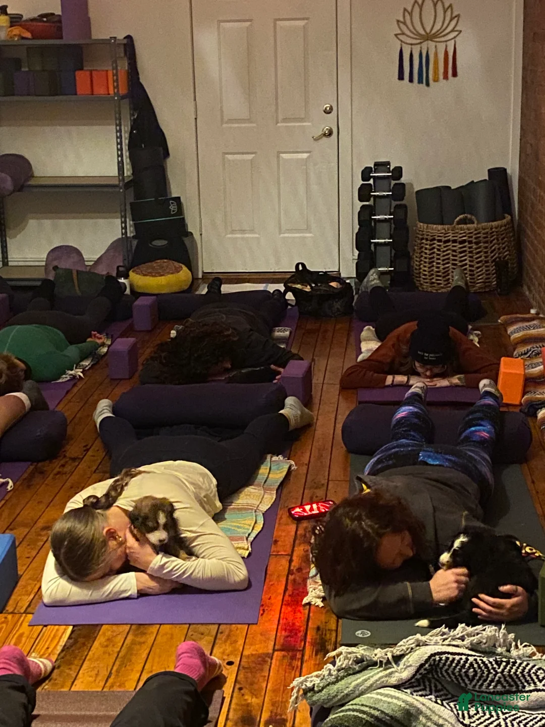 Bernedoodle dogs for sale: Bernedoodle Puppy 11 - Ad 10