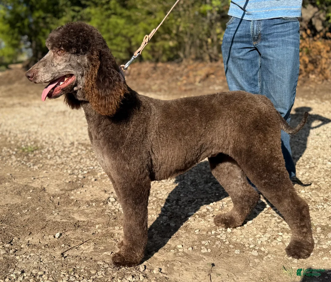 Standard Poodle dogs for sale: Standard Poodle Puppy 1 - Ad 2