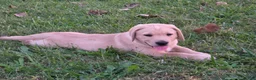 Labrador Retriever dogs for sale: Labrador Retriever 2Meet Your New Best Friend! Beautiful Yellow Male Labrador Retriever Puppies Available 💛 - Ad 8
