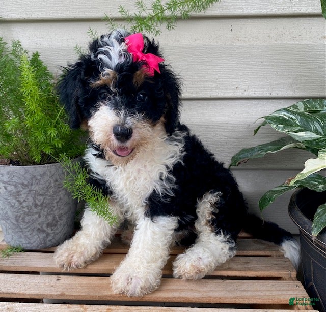 Mini Bernedoodle dogs Bubbles- mini/ medium - Ad 2