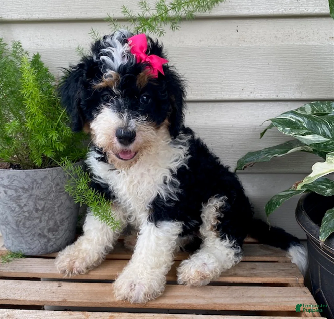 Mini Bernedoodle dogs for sale: Bubbles- mini/ medium - Ad 2