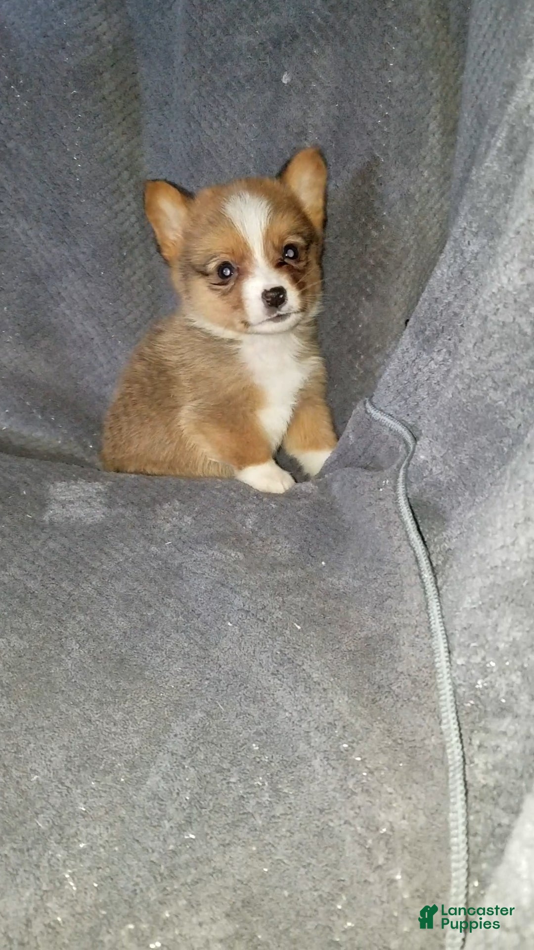 Mixed Breed dogs Asher - Ad 28