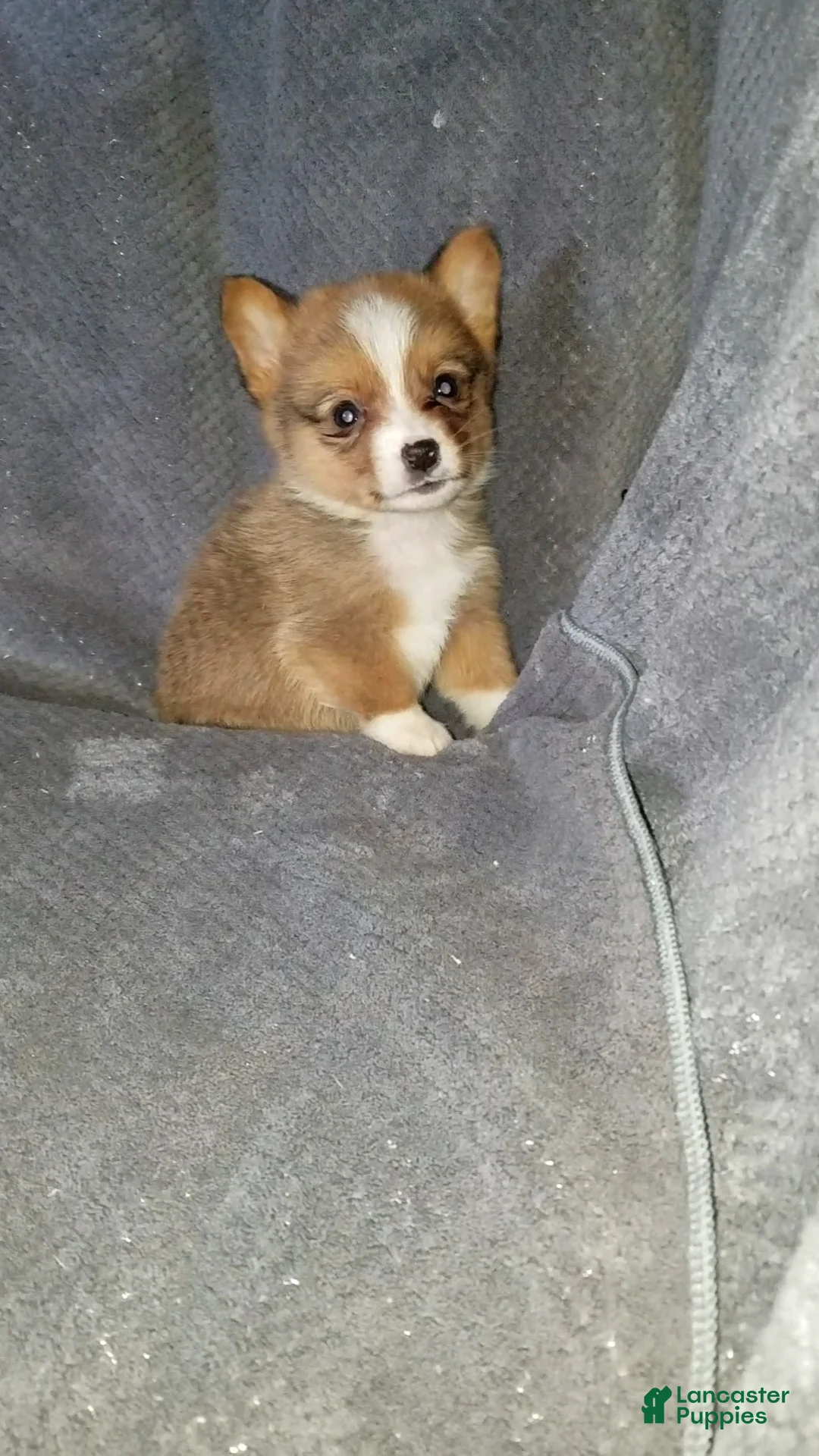 Mixed Breed dogs for sale: Asher - Ad 1