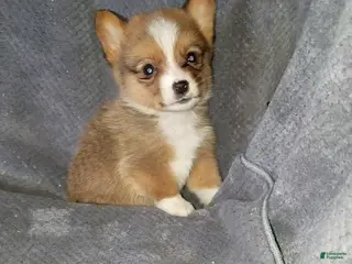 Mixed Breed dogs Asher - Ad 28