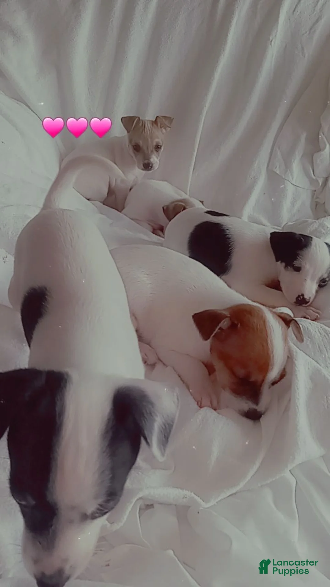 Jack Chi dogs for sale: Jack Chi 2 - Ad 2